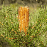 Banksia 'Birthday Candles' 18cm