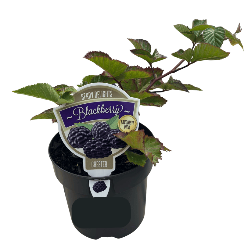 Blackberry Chester Thornless 14cm