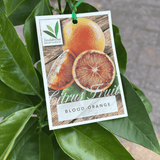 Blood Orange 20cm