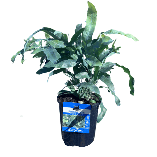 Phlebodium aureum Blue Star Fern 20cm_HUM