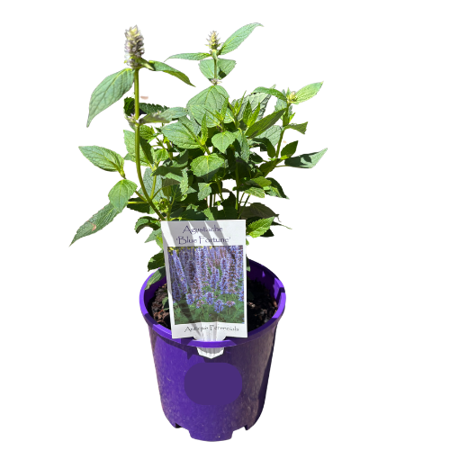 Agastache Blue Fortune 14cm