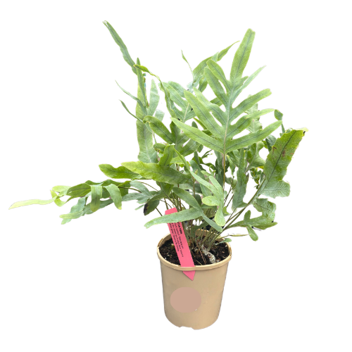 Polypodium aureaum - Blue Star Fern 12cm