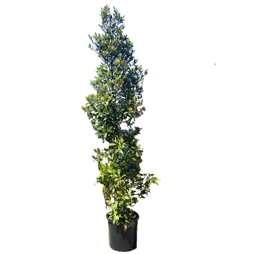 Elaeocarpus reticulatus Pink 50cm