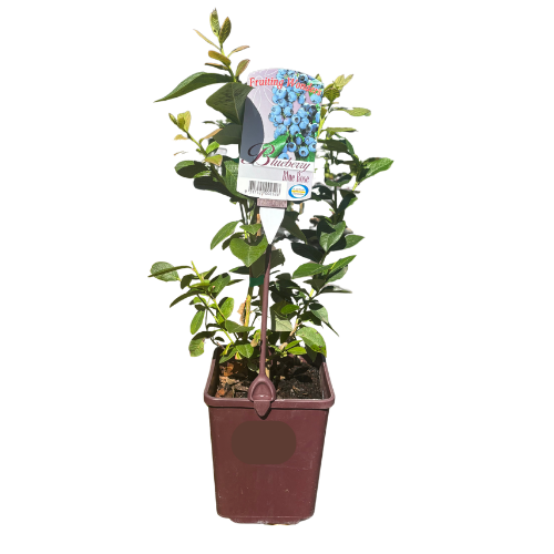 Blueberry Blue Rose 2L
