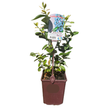 Blueberry Blue Rose 2L