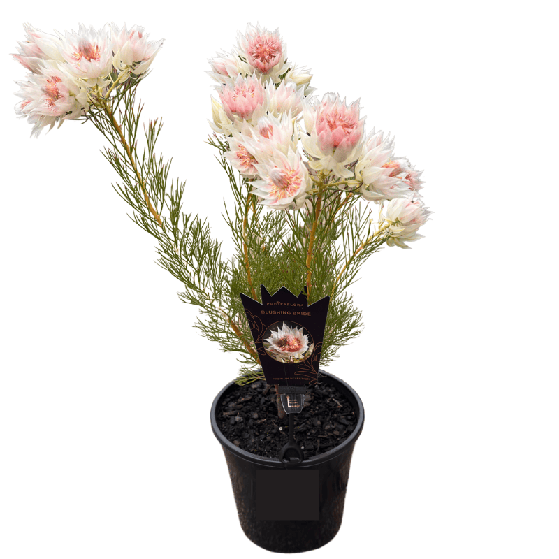 Serruria 'Blushing Bride' 20cm