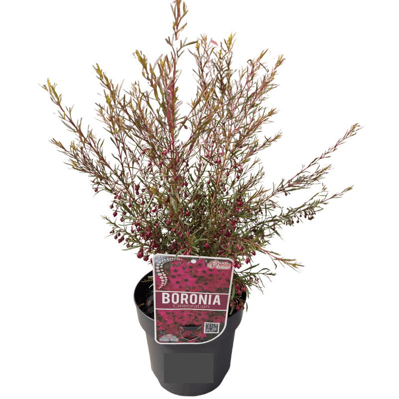 Boronia Celebration 14cm