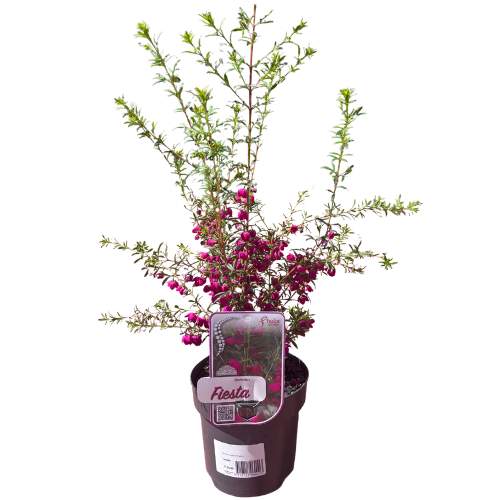Boronia Fiesta 14cm