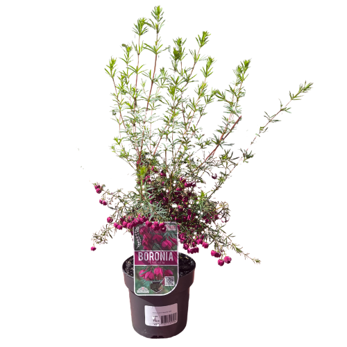 Boronia Mirabelle 14cm