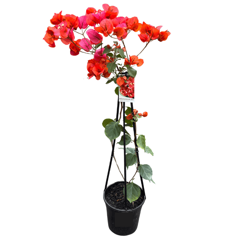 Bougainvillea Assorted 20cm
