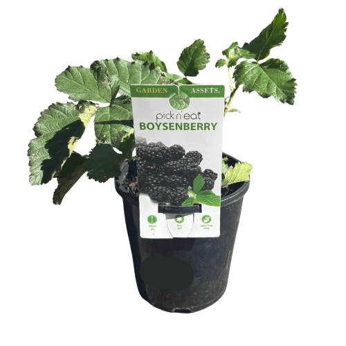 Boysenberry Rubus 14cm