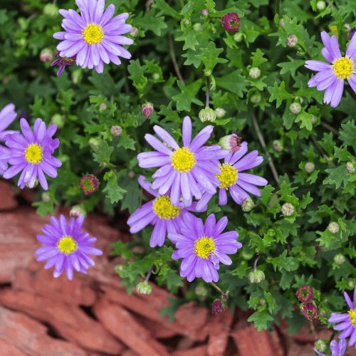 Brachyscome Assorted 14cm