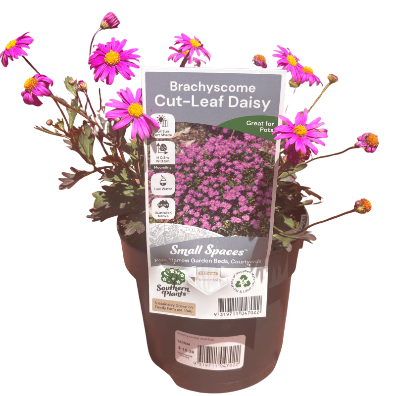 Brachyscome 'Cut-Leaf Daisy' 14cm
