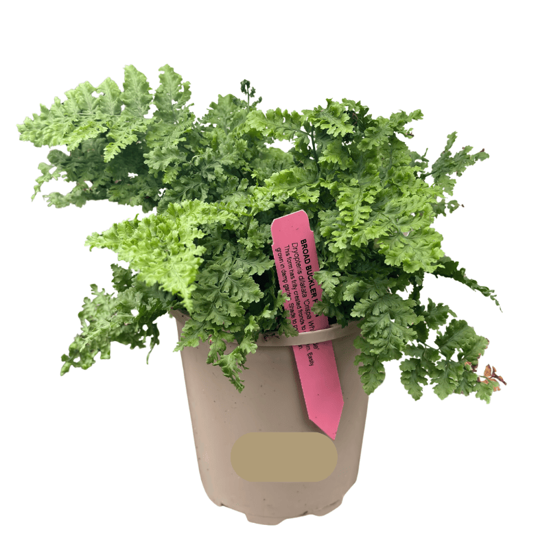 Dryopteris dilatata Crispa Whiteside 12cm