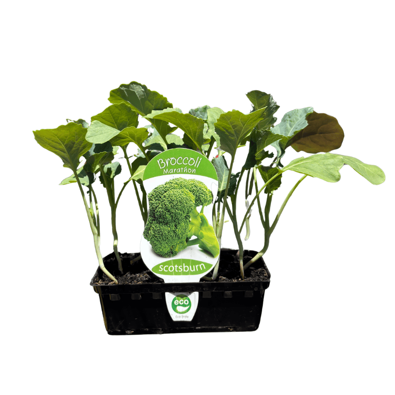 Broccoli Marathon Punnet