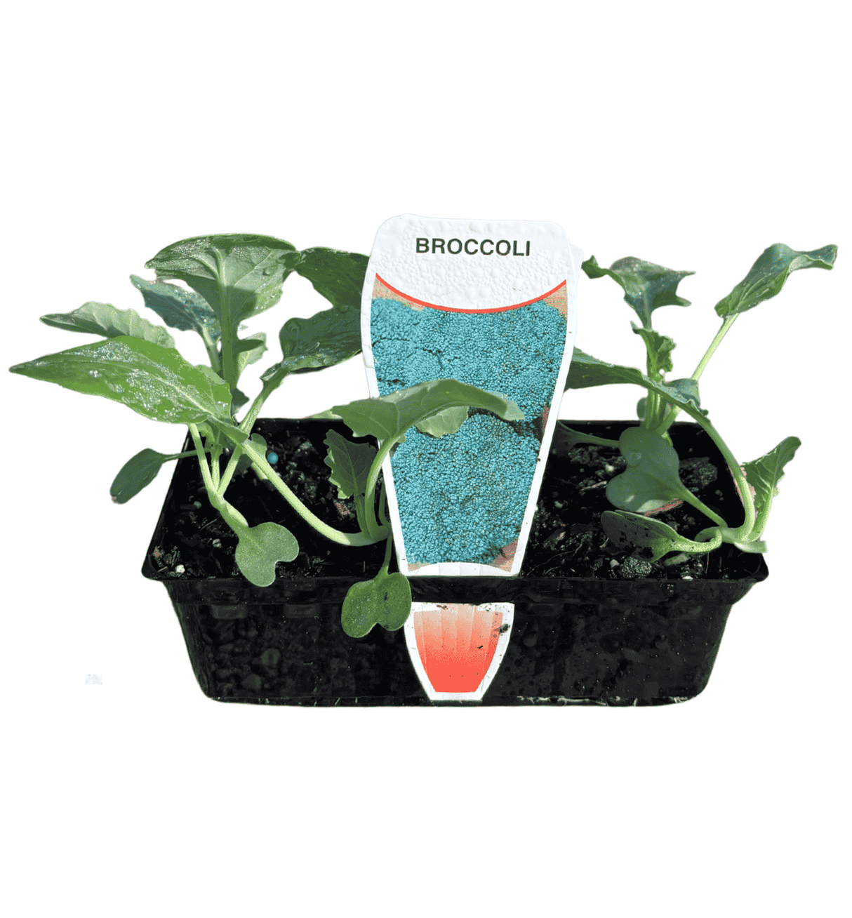 Broccoli Punnet
