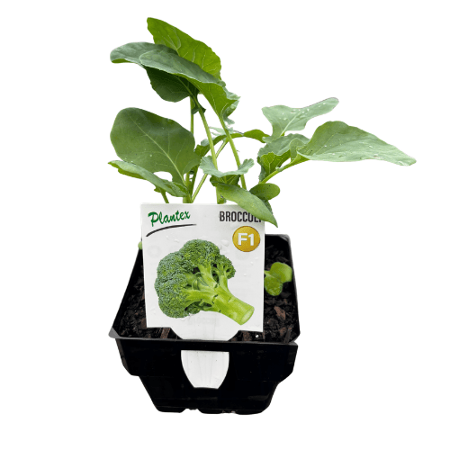 Broccoli F1 Maxipot