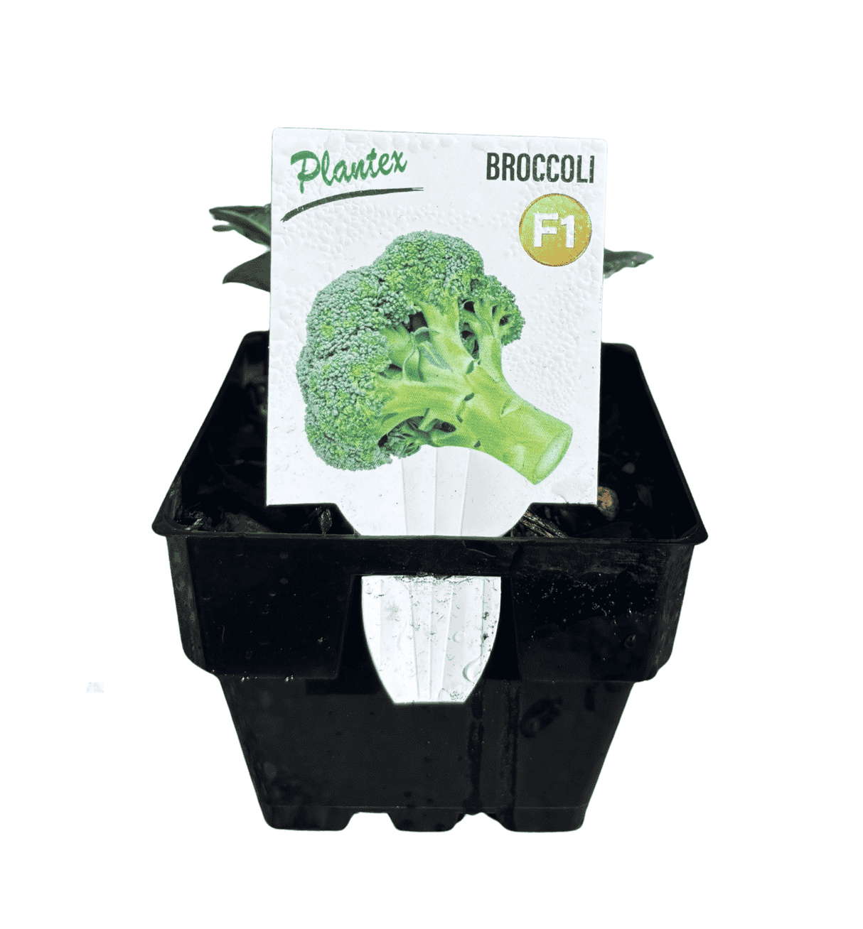 Broccoli 10cm