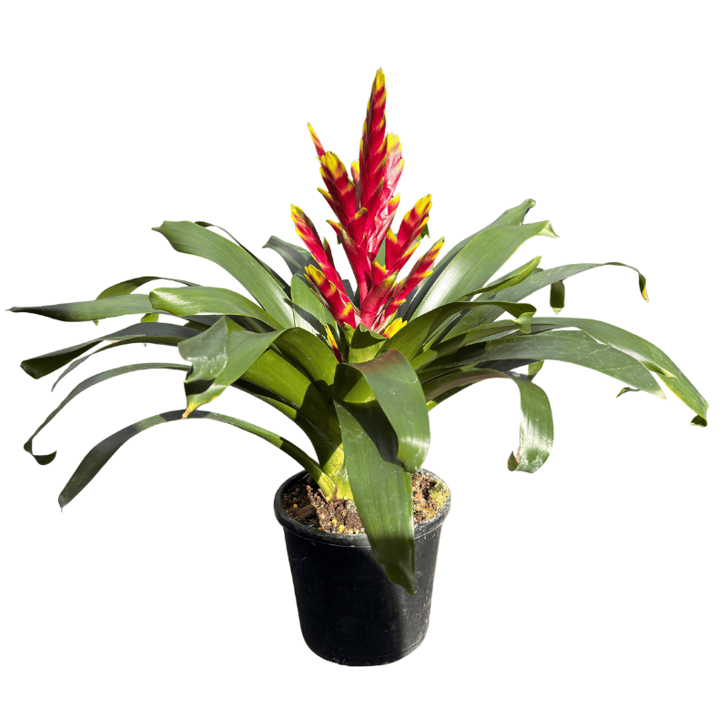 Bromeliad 10cm
