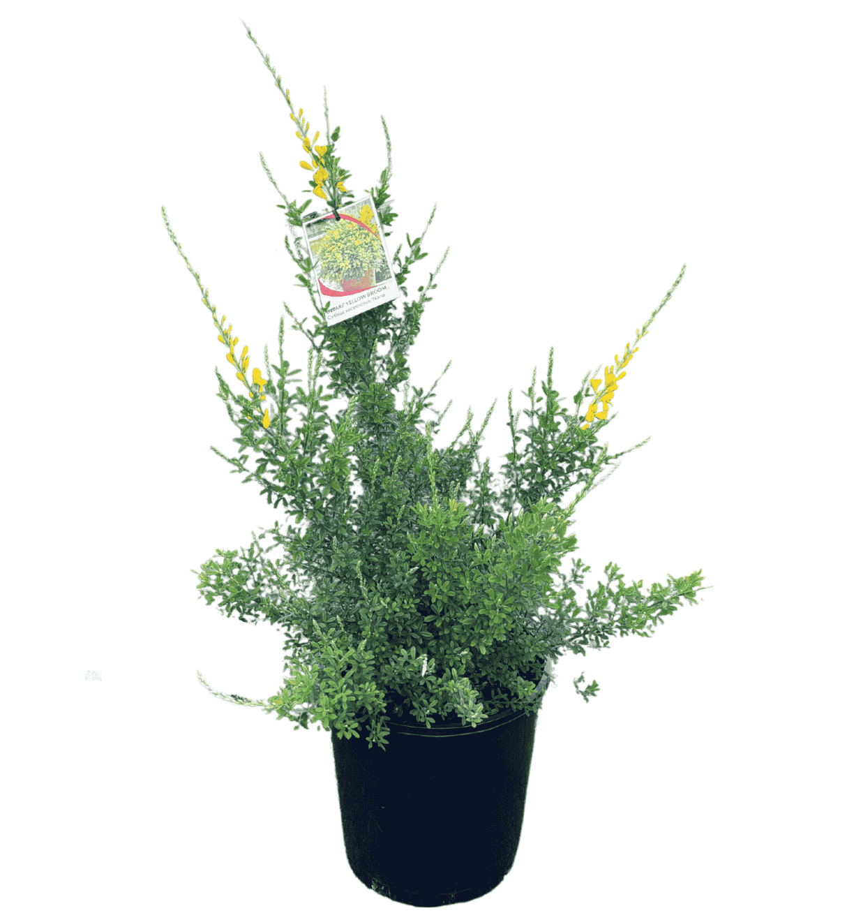 Cytisus race nana 'Dwarf Yellow Broom' 20cm
