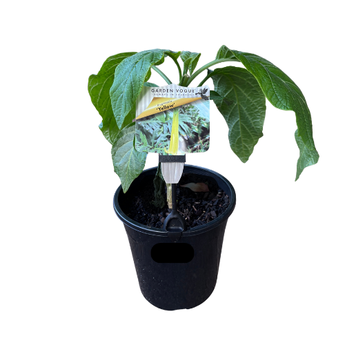 Brugmansia Yellow 18cm