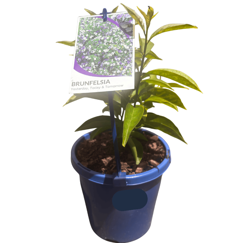 Brunfelsia latifolia 'Yesterday, Today and Tomorrow' 15cm