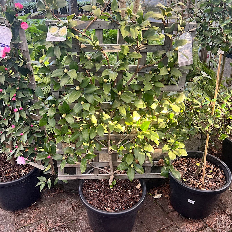 Camellia Brushfields Yellow Espalier 40cm