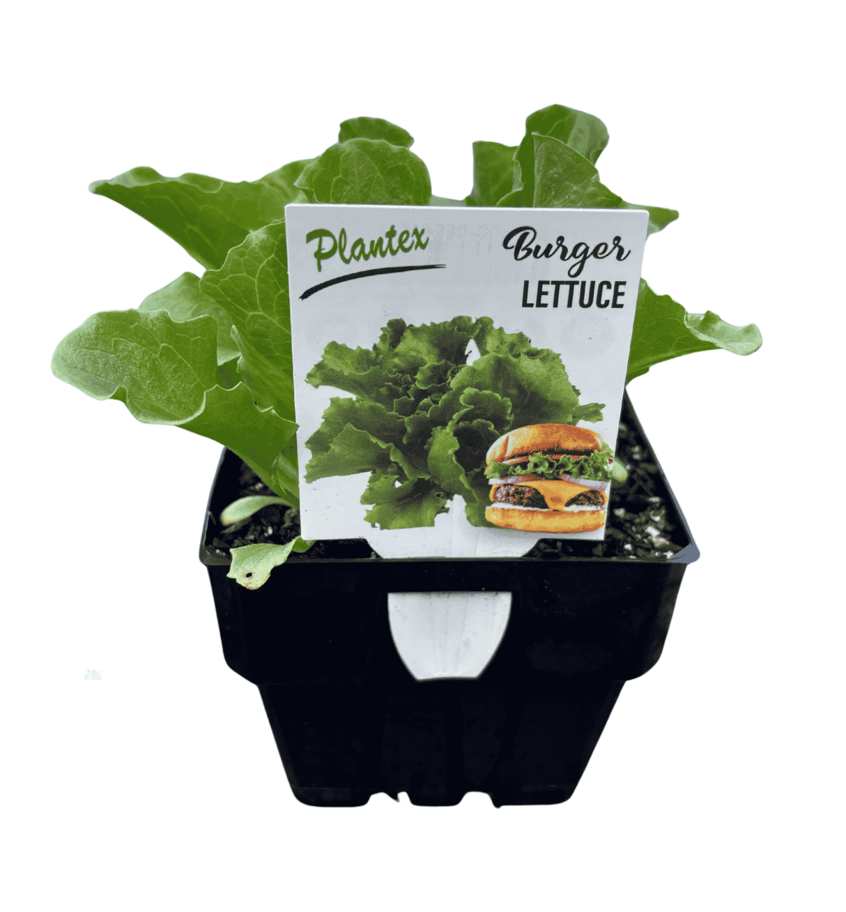 Lettuce Burger 10cm