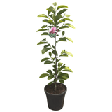 Magnolia 'Burgundy Glow' 25cm