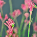 Kangaroo Paw 'Bush Crystal' 14cm