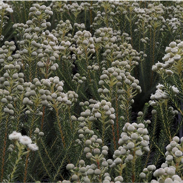 Berzelia 'Buttonbush Snow' 14cm