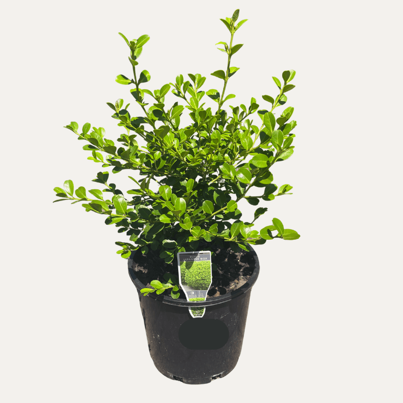 Buxus microphylla japonica 20cm