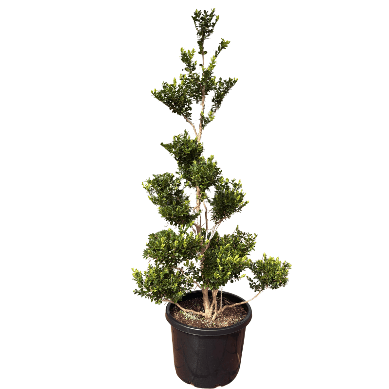 Buxus Cloud Topiary