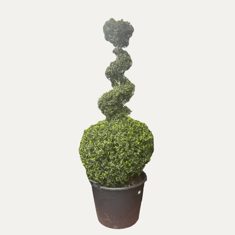 Buxus Topiary 70cm Super Advanced