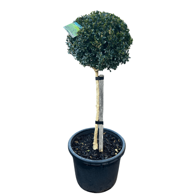 Buxus Single Standard 33cm