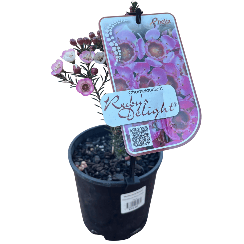 Chamelaucium Ruby's Delight 14cm