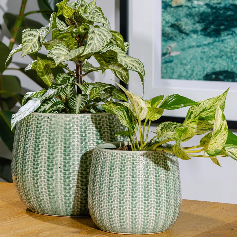 Coastal Pot Green