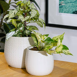 Coastal Pot White