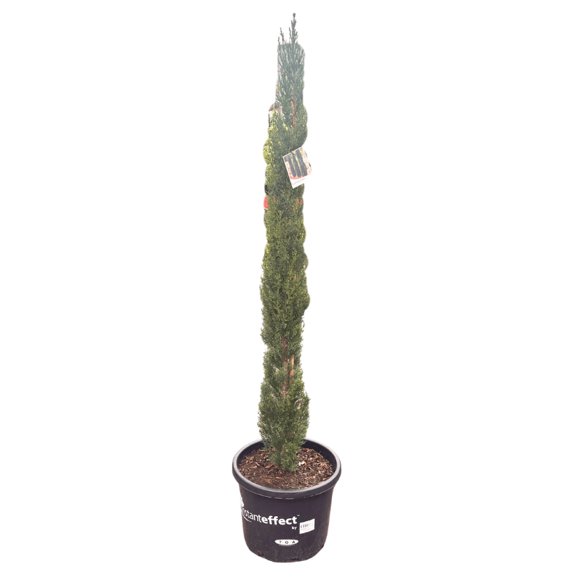 Cupressus sempervirens Glauca 33cm
