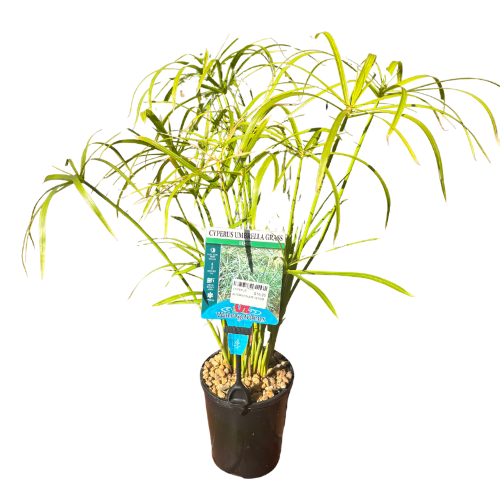 Cyperus alternifolius 12.5cm