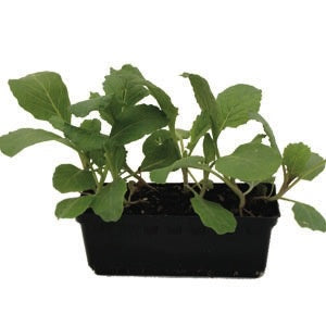 Cabbage Savoy King Punnet