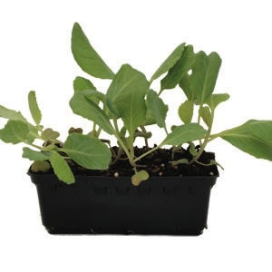 Cabbage Baby Green Punnet