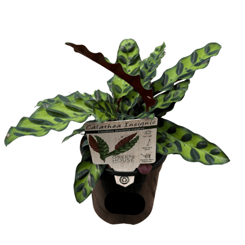 Calathea insignis 13cm