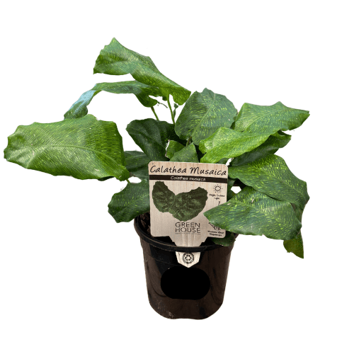 Calathea musaica 13cm