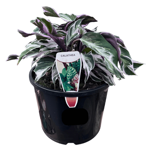 Calathea Fusion White 20cm