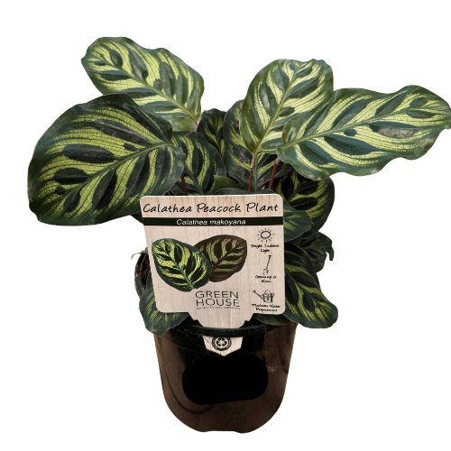 Calathea makoyana 13cm