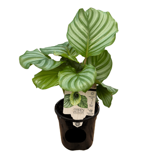 Calathea orbifolia 13cm