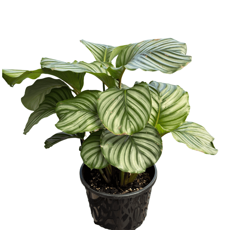 Calathea orbifolia 20cm