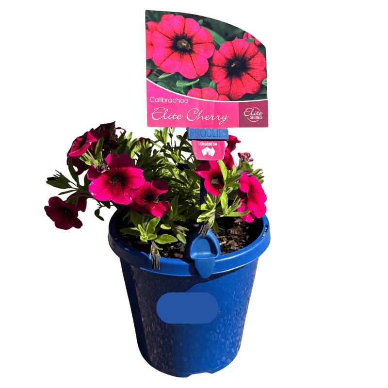 Calibrachoa Elite Cherry 15cm