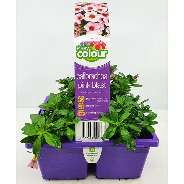 Calibrachoa Pink Blast